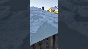 мангалица, поросята живут на улице зимой