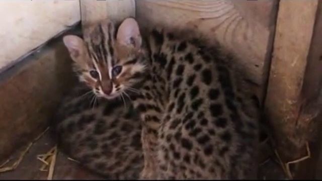 дальневосточные котята смотреть онлайн
