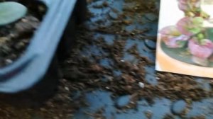 Базелла заморский гость лиана или с чем его едят,