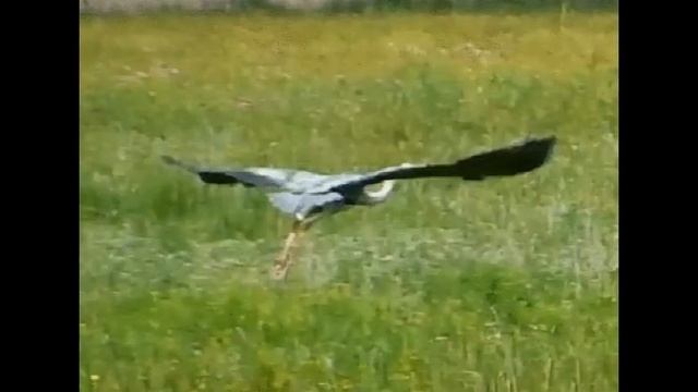 Журавль взлетает смотреть онлайн