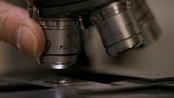 Фантастические Грибы / Fantastic Fungi. HD