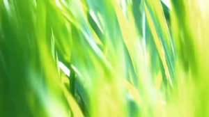 Яркая весенняя трава. В траве весной | Футажи красивая природа [FullHD]