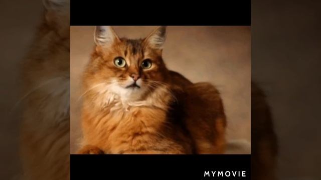 Виды рыжих котов смотреть онлайн