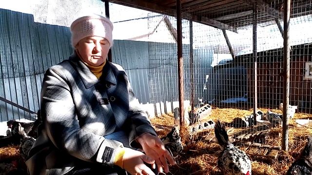 Нужна ли НОРМА ПИТАНИЯ для кур несушек. смотреть онлайн
