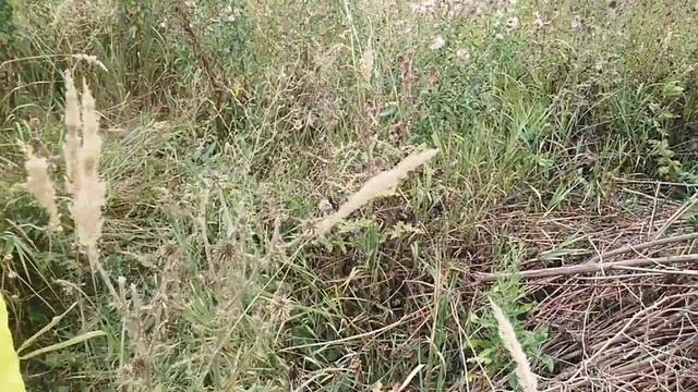 Мордовник шароголовый отличный медонос смотреть онлайн