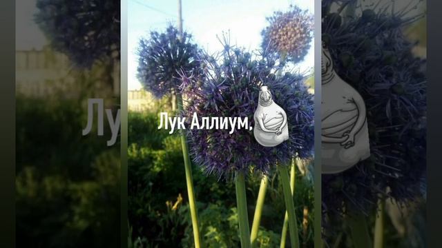 Летние фото, приятные воспоминания! смотреть онлайн