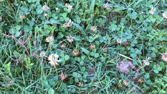 A Photo-Walk in the Park | 100-400mm Telephoto and Macro Photography смотреть онлайн