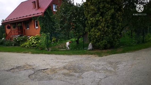 Утро в деревне, веду коров на пастбище смотреть онлайн