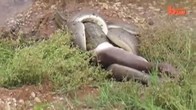 Змея заглатила Крокодила! смотреть онлайн