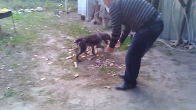 Дратхар Леди, 6.5 месяц, изучает падача. смотреть онлайн
