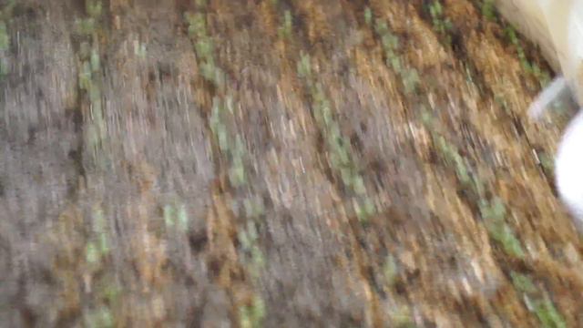 Петуния -как сеять и выращивать.Петуния вторая неделя-уход. смотреть онлайн