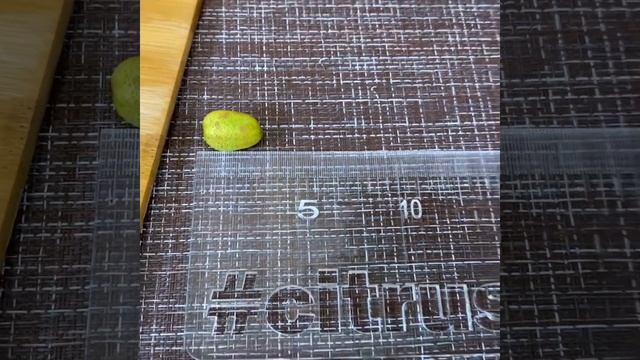 Дегустация: апельсин Верна и Папуана смотреть онлайн