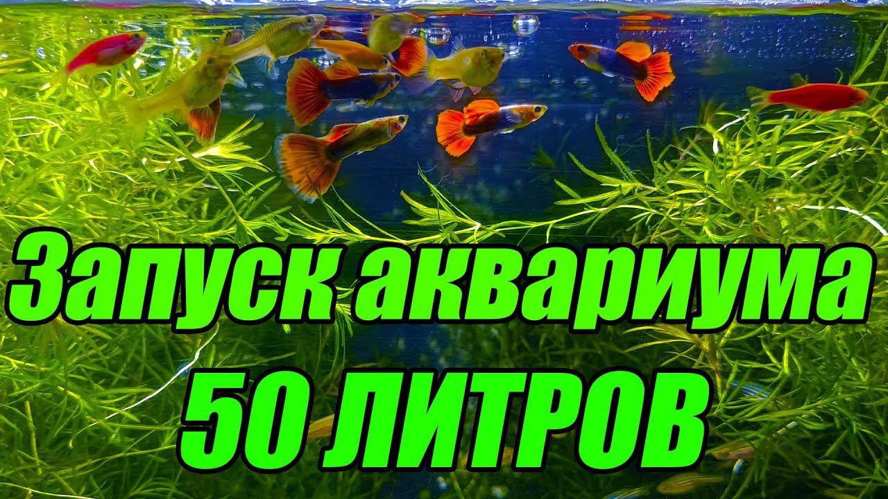 Запуск аквариума 50 литров с ОЧЕНЬ мощной фильтрацией! смотреть онлайн