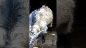 Коза не дает молока.