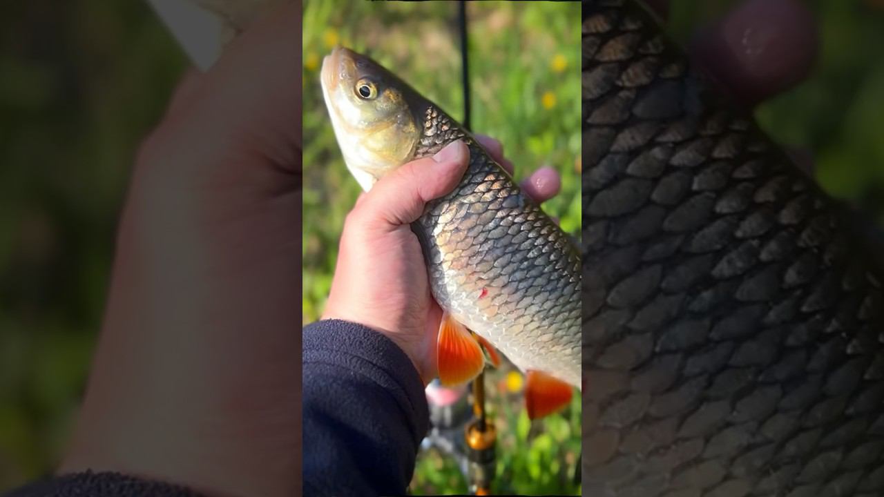 Голавлевый вайб #рыбалка #голавль #спиннинг #daiwa смотреть онлайн