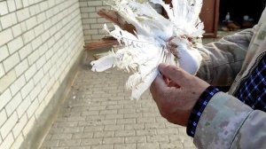 Коллекция голубей Северокавказских космачей. в гостях у Валерия Злобина.