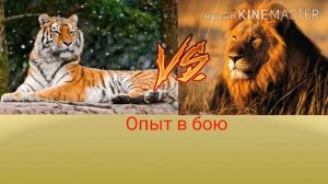 Амурский тигр против Африканского льва