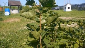 Формируем смородину на штамбе - часть 2