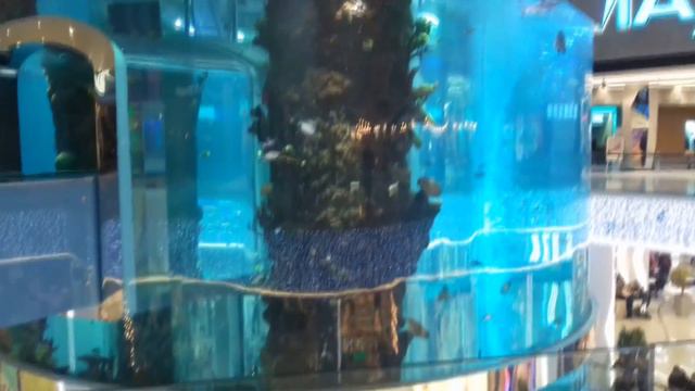 VLOG : ОКЕАН -АКВАРИУМ С ПАНОРАМНЫМ ЛИФТОМ/OCEAN AQUARIUM WITH A PANORAMIC LIFT смотреть онлайн