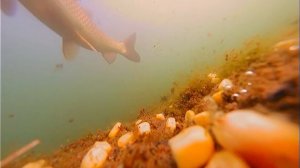 НАШЕЛ СТАЮ ОГРОМНЫХ АМУРОВ! ЛОВЛЮ их НА ПОПЛАВОК) Рыбалка на Белого Амура, и Судака.