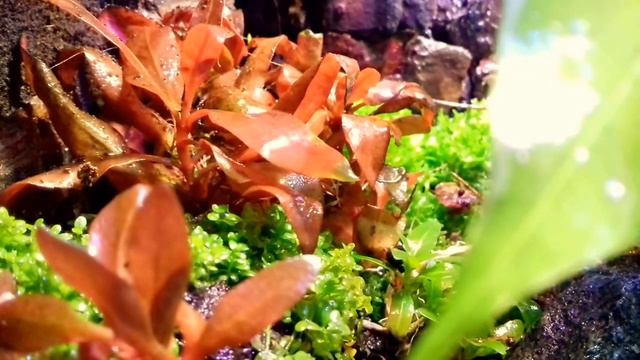 Палюдариум. Начало. 5 день смотреть онлайн