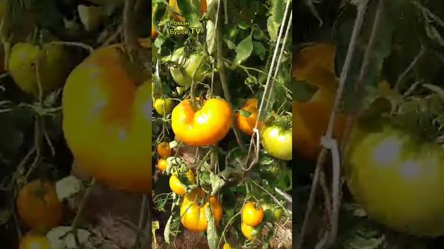 🍅🌶️ В Гостях у Олеси: Смотрим, Что Выросло в Её Теплице! Прогулка по Теплице смотреть онлайн