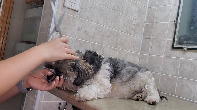 Difference between an experienced vs new groomer, scissor cutting the face, dog grooming, Shih-Tzu смотреть онлайн