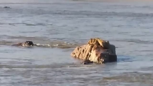 Эти Волки Напали На Медведя! Вот Что Было Дальше.... смотреть онлайн