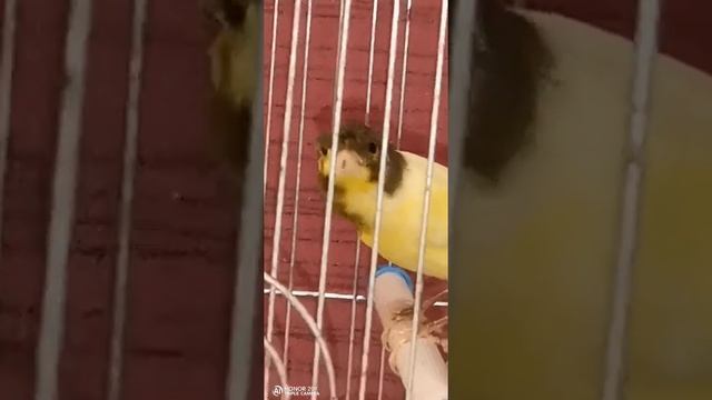 канарейка певчая смотреть онлайн