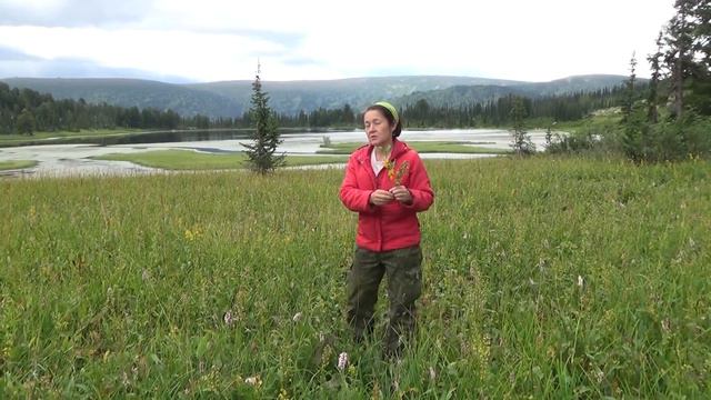 Золотарник. 08 смотреть онлайн