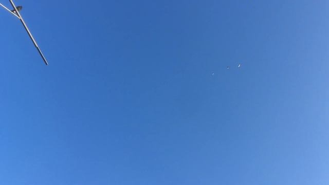 Николаевские голуби Воронежская область смотреть онлайн
