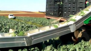 Партенон F1 - Капуста брокколи для вашего стола!