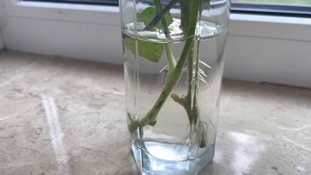 Раннеспелый томат Голубое золото в декабре. смотреть онлайн