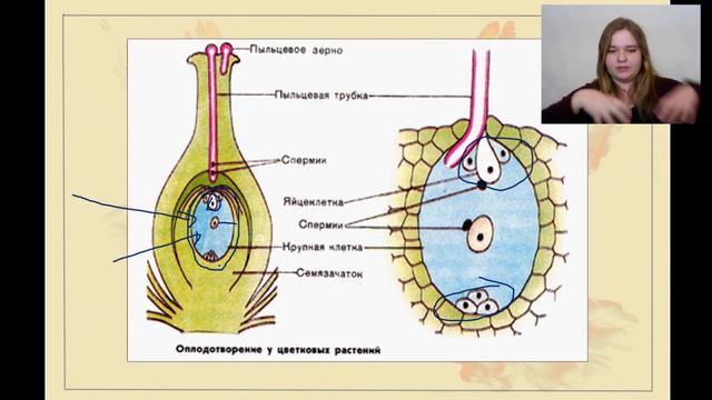 Двойное оплодотворение. ИЗИ КАТКА смотреть онлайн