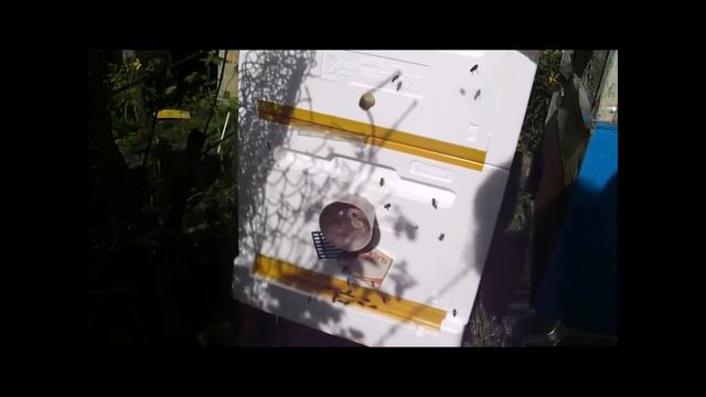 деление семьи пчел на пол лета какие плюсы и минусы данного способа