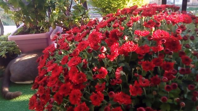 НИКОГДА В ИТАЛИИ НЕ ДАРИТЕ ЭТОТ ЦВЕТОК НА ДЕНЬ РОЖДЕНИЯ смотреть онлайн