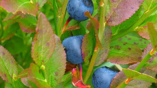 Afinul - Vaccinium myrtillus. Popular: pomușoare, coacăze, afine, afine de munte смотреть онлайн