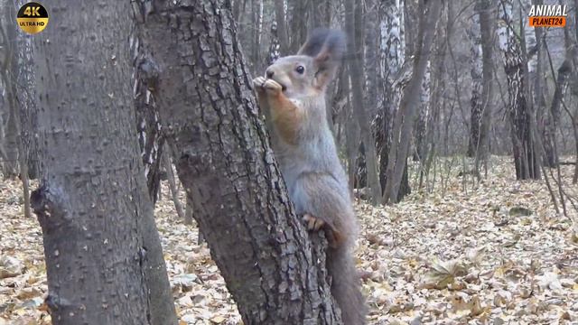 Белка 🐿️ Интересные факты о которых вы могли не знать.#белка #животные #хищники смотреть онлайн