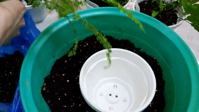 Пересадка: папоротники // хойи смотреть онлайн