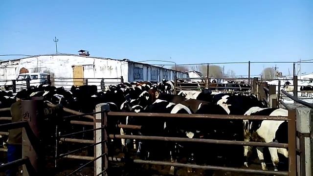 Телки ""Черно пестрая порода" смотреть онлайн