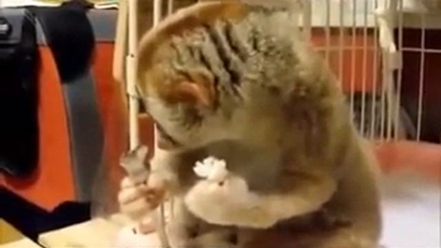 Лемур Лори смотреть онлайн