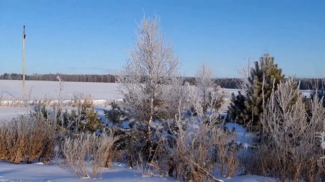Утренняя прогулка с нашими акитами. Зимняя сказка по дороге во Владимир