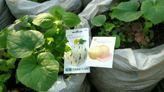 Грибы в 2023 году / Новости с участка / Ампельная клубника, дыни смотреть онлайн