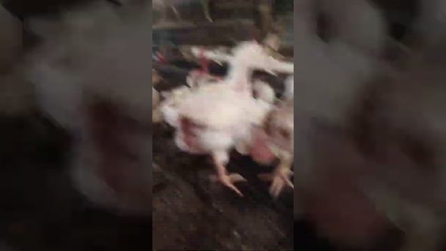 #Бройлер 1 месяц контрольное взвешивание смотреть онлайн