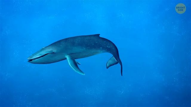 Intriguing Animal Facts You Won't Find in a Textbook смотреть онлайн