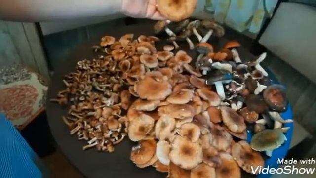 Заготовка грибов на зиму. смотреть онлайн