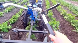 УШАСТЫЙ ИЛИ ДИСКОВЫЙ ОКУЧНИК? Второе окучивание, испытание продолжается.