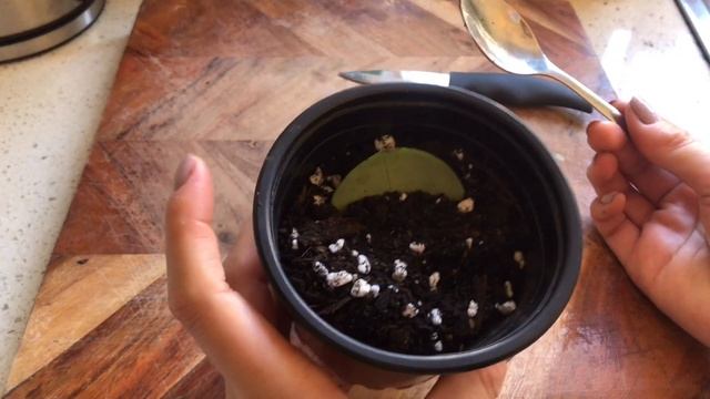 WATERMELON PEPEROMIA PROPAGATION | WATERMELON PEPEROMIA CARE