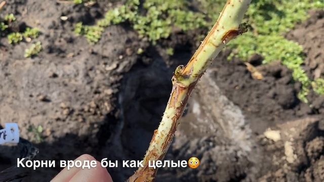 Малина Атлант. Посадка малины смотреть онлайн