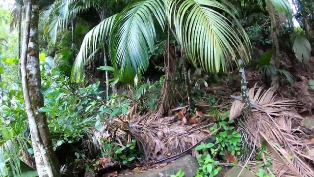 Seychelles Waterfall - Mahe Island